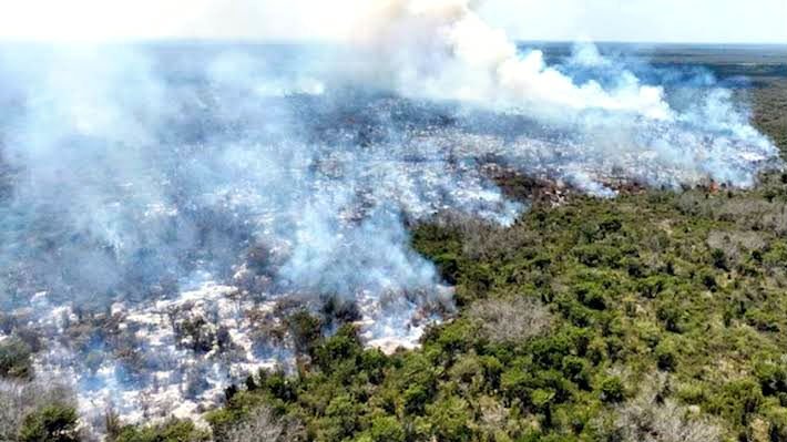 Denuncian 900 hectáreas arrasadas: Campeche exige respuestas