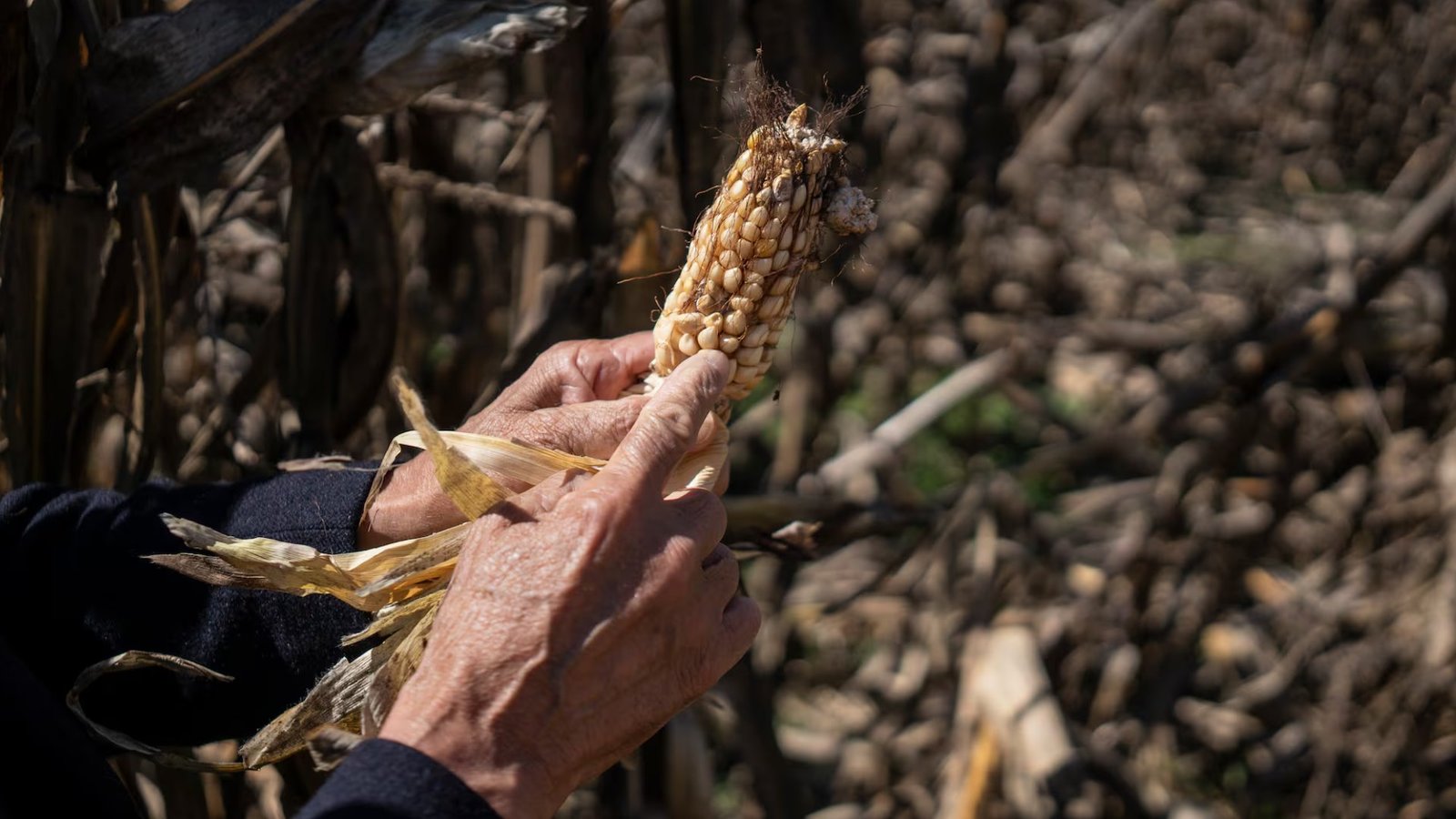 México importaría más maíz del que producirá